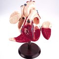 Denoyer-Geppert Anatomical Model, Student Heart Model 0821-40